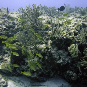 Cozumel Reef Fish