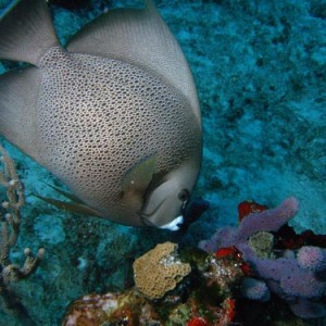 Cozumel Reef Fish