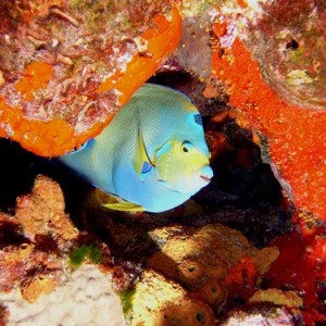 Cozumel Reef Fish