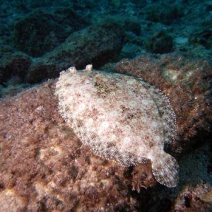 Cozumel Reef Fish