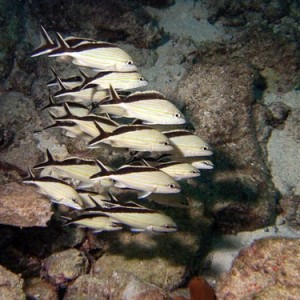 Cozumel Reef Fish