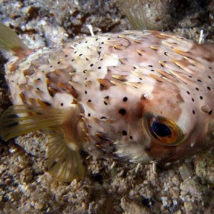 Cozumel Reef Fish