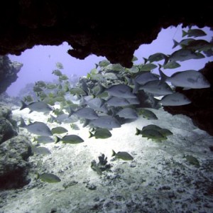 Cozumel Reef Fish