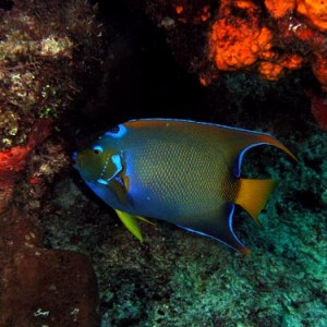 Cozumel Reef Fish