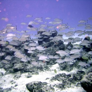 Cozumel Reef Fish