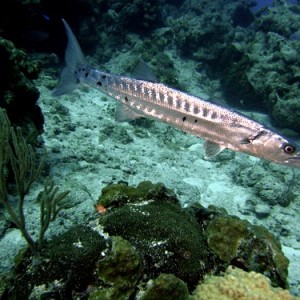 Cozumel Reef Fish