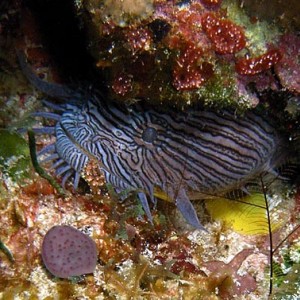 Cozumel Reef Fish