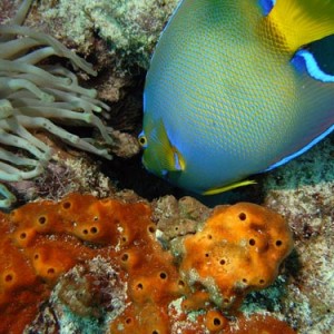 Cozumel Reef Fish