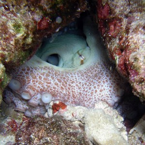 Cozumel Reef Creatures