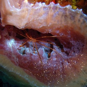 Cozumel Reef Creatures