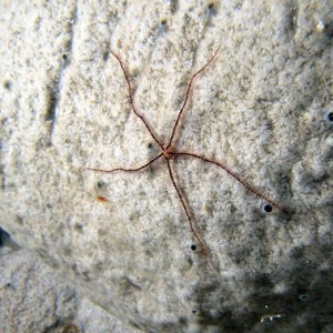 Cozumel Reef Creatures