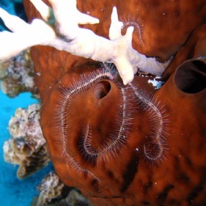 Cozumel Reef Creatures
