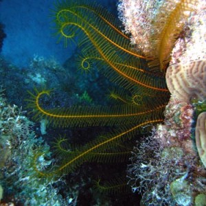 Cozumel Reef Creatures