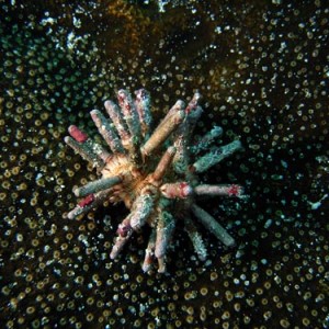 Cozumel Reef Creatures