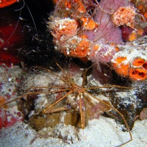 Cozumel Reef Creatures