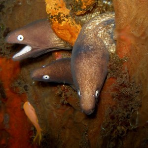 3_morays