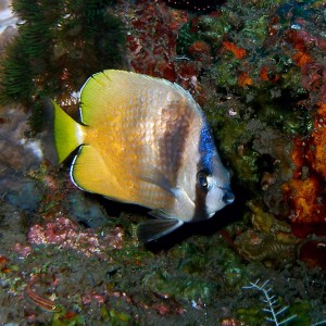 Butterflyfish4