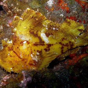 Scorpion_leaffish