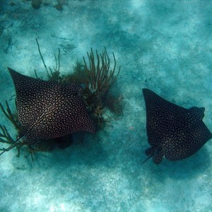 two_spotted_rays