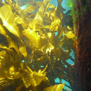Kelp in the sunlight
