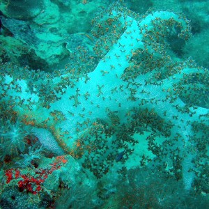 Red sea plants