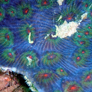 Red sea coral