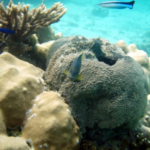 red sea coral