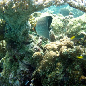 red sea - saudi arabia