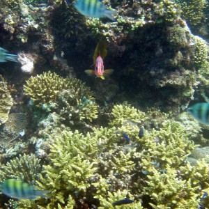 red sea - saudi arabia