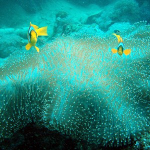 Red sea-saudi arabia