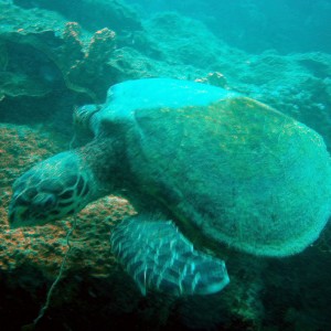 red sea-saudi arabia