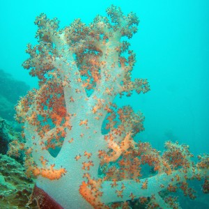 red sea-saudi arabia