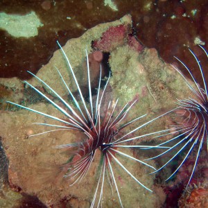 red sea-saudi arabia