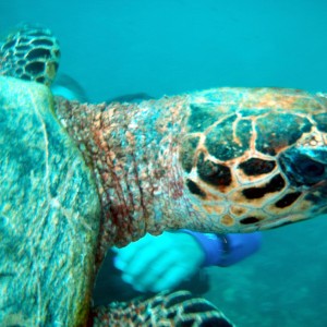 red sea-saudi arabia