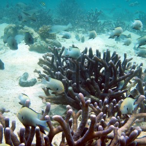 red sea-saudi arabia