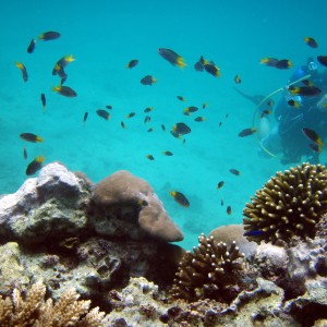 red sea-saudi arabia