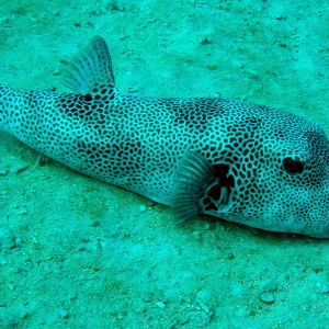 red sea-saudi arabia