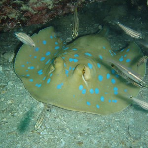 red sea-saudi arabia