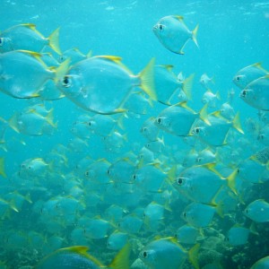 red sea-saudi arabia