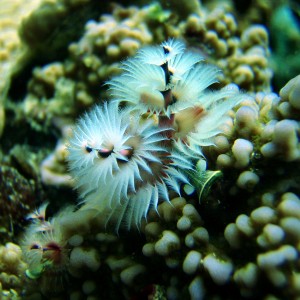 red sea-saudi arabia