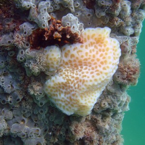 Navarre Pier 09/28