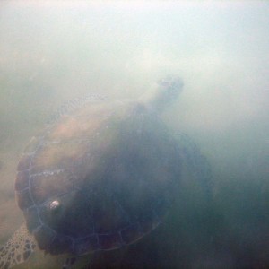 Turtle_leaving