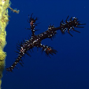 Ghost pipefish