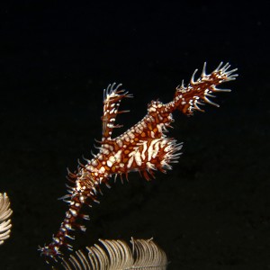 Ghost pipefish