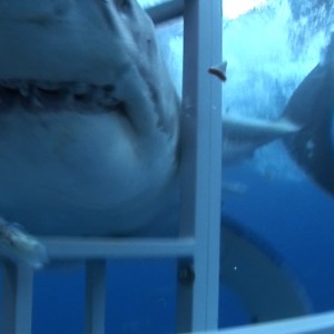 great white shark from amazing video