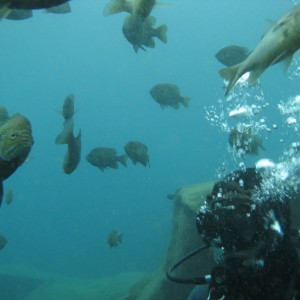 dive buddy kevin and the vortex piranha