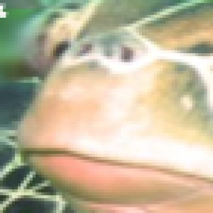 banner_2_-_turtle