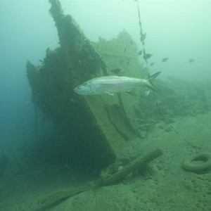 Curacao wrecks SS Mediator (1884)