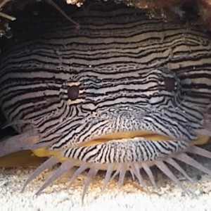 Splendid_Toadfish2