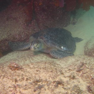 cabo-underwater-7